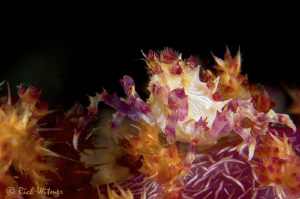 Candy Crab.  D300/Inon Strobes/105mm + Diopter. by Richard Witmer 
